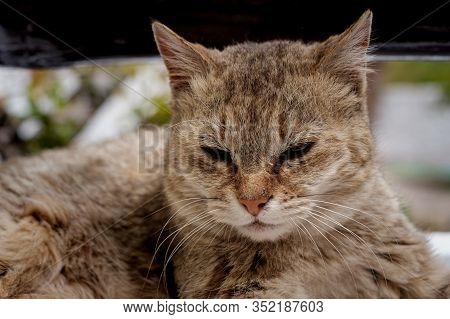 Closeup Portrait Of Domestic Cat In Alchi Village, Leh District, Ladakh Region, Jammu And Kashmir, I