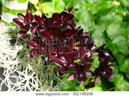 Unique Dark Flower Of Svo After Dark Black Pearl Orchids