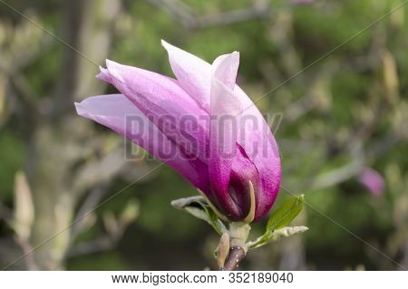 Purple Magnolia Flower Liliiflora On A Green Background