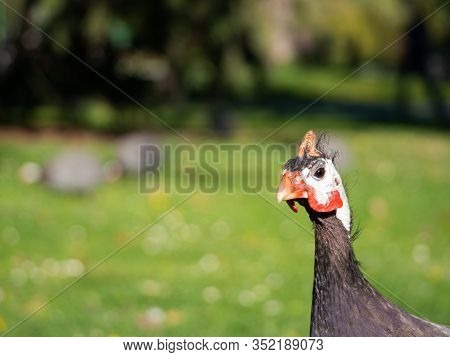 Helmeted Guineafowl (numida Meleagris) Bird Feeding On Green Grass In Park, Portrait