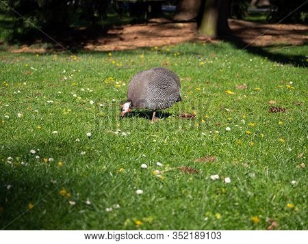 Helmeted Guineafowl (numida Meleagris) Bird Feeding On Green Grass In Park