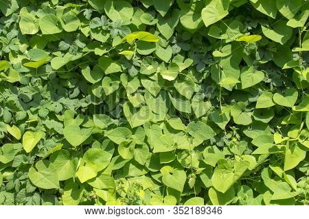 Green Background Of Large Leaves Of An Aristophy Close-up