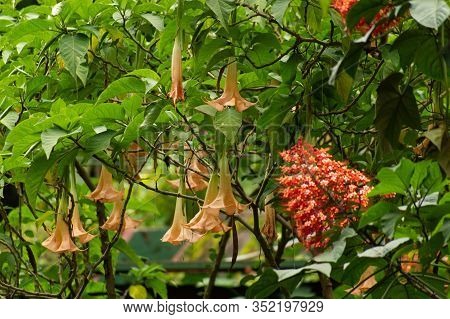 Tropical Blue Green Butterfly On The Red Flower Called Pagoda Flower). East Nusa Tenggara. Indonesia