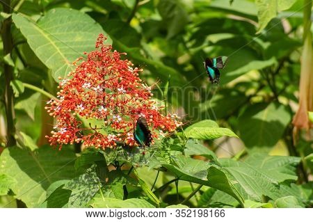 Tropical Blue Green Butterfly On The Red Flower Called Pagoda Flower). East Nusa Tenggara. Indonesia