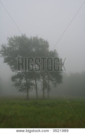 Ze skupinky stromů, mlhavé ráno