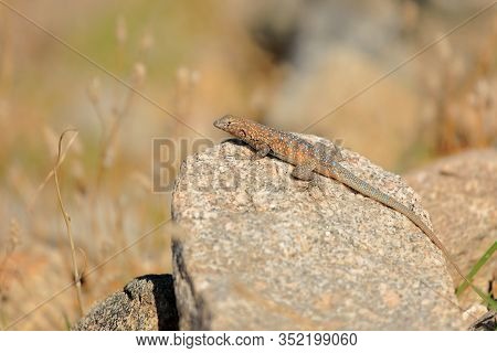 Western Side-blotched Lizard Sitting On A Rock