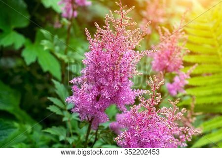 Bright Colorful Pink Blooming Astilbe Arendsii Fanal Flowers With Green Leaves In Garden In Spring A