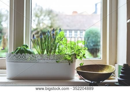 Window Box With Herb Garden And Spring Bulbs Growing In A Home Kitchen Interior