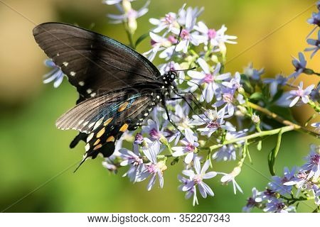 Spicebush Swallowtail Butterfly Sipping Nectar From The Accommodating Flower