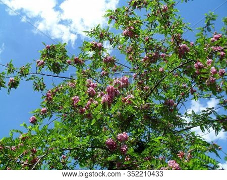 Blooming Purple Robe Locust Tree. Latin Name Is Robinia Pseudoacacia.