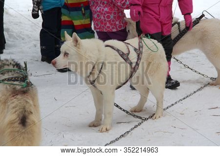 White Fluffy Dog Samoyed In A Harness Stands On The Snow In The Winter Against The Background Of Peo