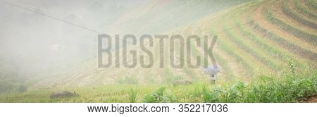 Panoramic Paddy Fields Mountain With Umbrella Asian Lady Hold Rope Leash Buffalo In Foggy Day