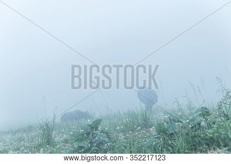 Rear View Young Asian Lady With Umbrella Holding Rope Leash Buffalo In Foggy Day In Sapa, Vietnam
