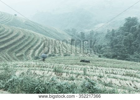 Paddy Rice Fields Mountain Landscape With Umbrella Asian Lady Hold Rope Leash Buffalo In Foggy Day