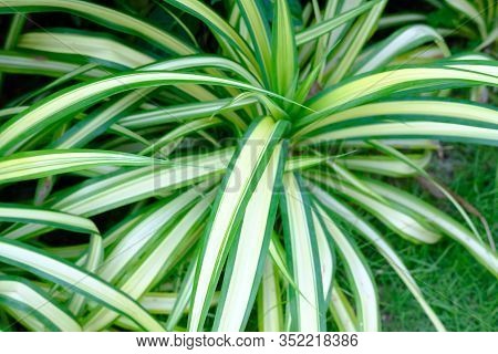 Closeup Of Beautiful Pandanus Screw Pine Plant Tree In Garden Background, Yellow And Green Striped T