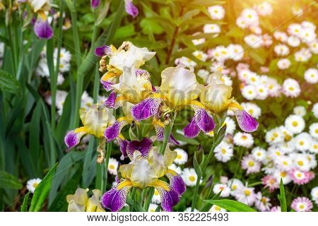 Bright Purple, White, Blue And Violet Blooming Iris Xiphium (bulbous Iris, Sibirica) On Green Leaves