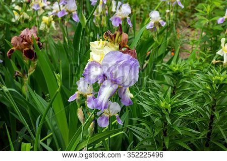 Bright Purple, White, Blue And Violet Blooming Iris Xiphium (bulbous Iris, Sibirica) On Green Leaves