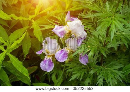 Bright Purple, White, Blue And Violet Blooming Iris Xiphium (bulbous Iris, Sibirica) On Green Leaves