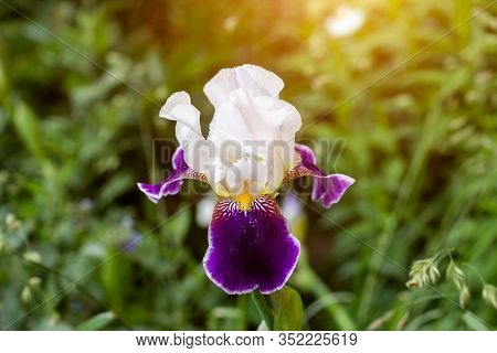 Bright Purple, White, Blue And Violet Blooming Iris Xiphium (bulbous Iris, Sibirica) On Green Leaves