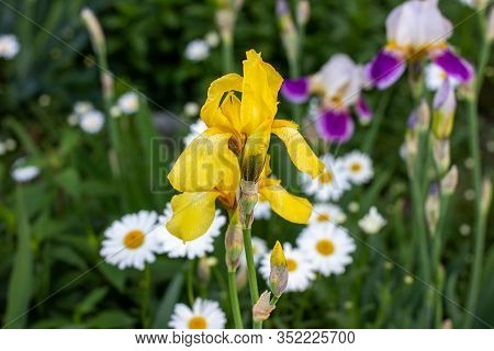 Light Yellow Blooming Irises Xiphium (bulbous Iris, Sibirica) On Green Leaves Ang Grass Background I