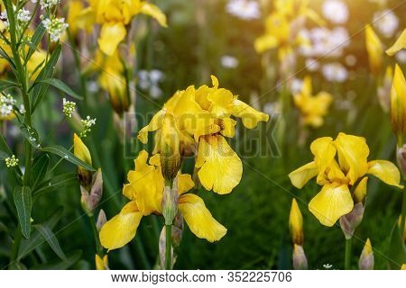 Light Yellow Blooming Irises Xiphium (bulbous Iris, Sibirica) On Green Leaves Ang Grass Background I