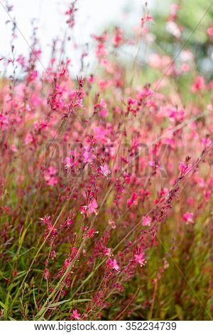 Pink Flower Of Gaura Lindheimeri Or Australian Butterfly Bush On A Bright Looks Like A Watercolor Ba