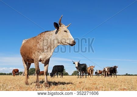 Nguni cow - indigenous cattle breed of South Africa - on rural farm