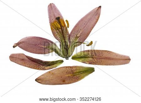 Pressed And Dried Flower Lily Martagon Or Lilium Martagon, Isolated On White Background. For Use In 