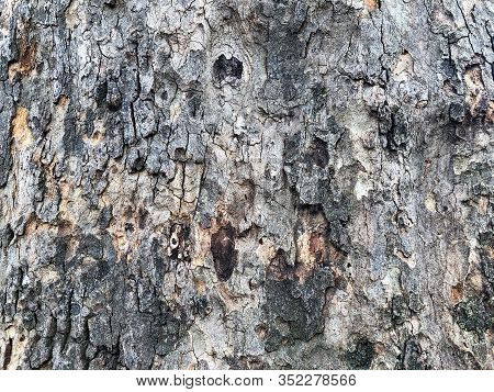 Highly Detailed Tree Bark Texture. Close-up Tree Structure