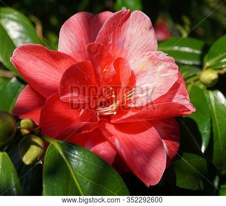 Incredible Beautiful Red Camellia - Camellia Japonica, Known As Common Camellia Or Japanese Camellia