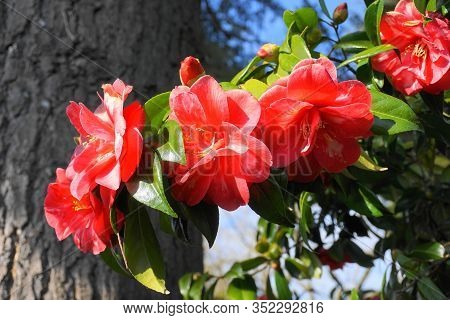 Incredible Beautiful Red Camellia - Camellia Japonica, Known As Common Camellia Or Japanese Camellia