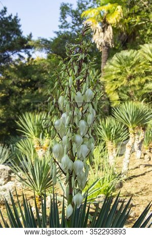 Blooming Yucca Gloriosa. Perennial Evergreen Monoecious Plant Asparagaceae.