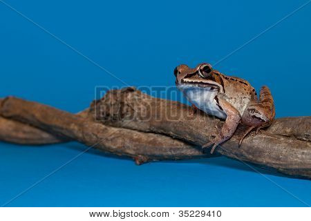 Legno Frog (Rana sylvatica)