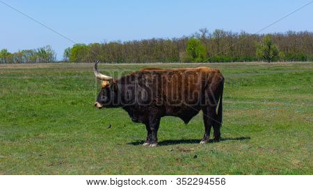 Aurochs Stand In The Field In The Hortobagy National Park In Hungary