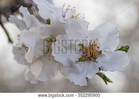 Sprig With Blooming White-pink Almond Tree Flowers Close-up On A Blurred Background. Israel