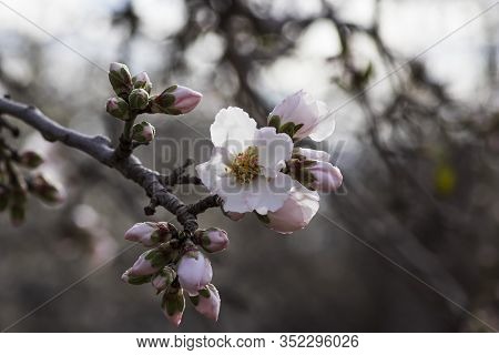 Sprig With Blooming White-pink Flowers And Almond Tree Buds Closeup On A Blurred Background Of An Or