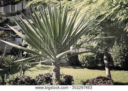 Palm Tree With Fruit Near The Hotel