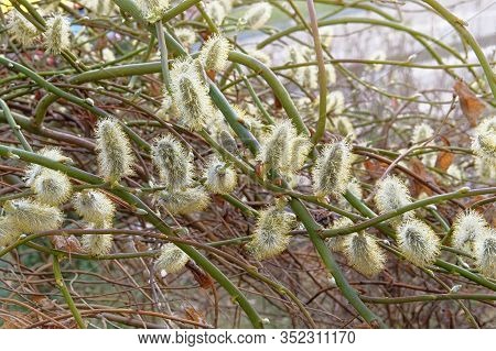 Yellow Blooming Goat Willow, Spring Landscape. Closeup Of A Group Of Male Catkins Of Goat Willow Or 