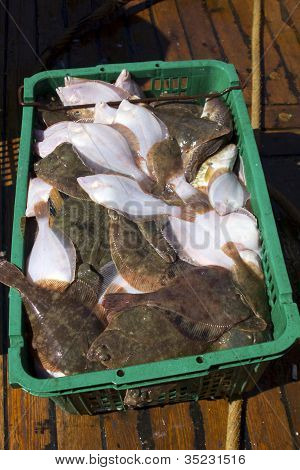 Fresh flatfish in a box