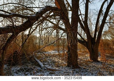 Old Broken Trees In Winter In The Forest