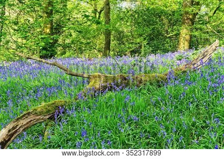 A Bluebell Wood In The Lune Valley, Lancashire, England