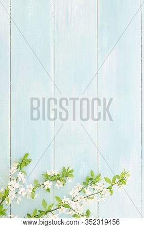 Twig Of Cherry Blossoms On Mint Background With Copy-space. Spring Concept. Flat Lay Composition