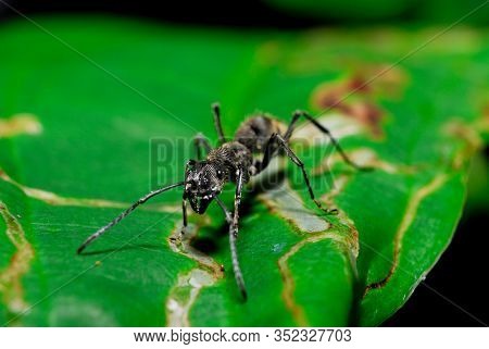 Black Ant On The Leaves.
This Picture Taken At Pha Nam Yoi, Nong Phok District, Roi Et Province, Tha