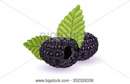 Sweet Black Raspberries With Green Leaves. Dewberries Or Blackberries. Ripe Berries, Summer Fruitage