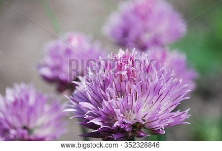 Bright Lilac Flowers Of Chives Schnitt Decorate A Bed In A Garden
