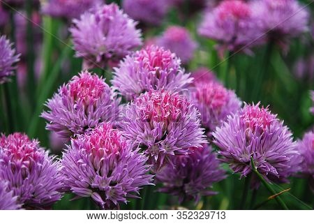 Bright Lilac Flowers Of Chives Schnitt Decorate A Bed In A Garden
