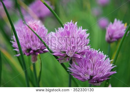 Bright Lilac Flowers Of Chives Schnitt Decorate A Bed In A Garden