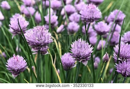 Bright Lilac Flowers Of Chives Schnitt Decorate A Bed In A Garden
