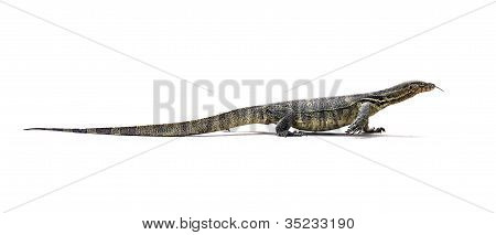 Asiatiska vatten bitatawa (varanus Salvator)