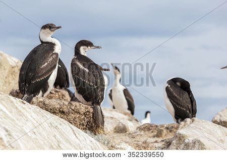 The Imperial Shag Leucocarbo Atriceps Also Known As Blue-eyed Shag, Blue-eyed Cormorant Sitting On T